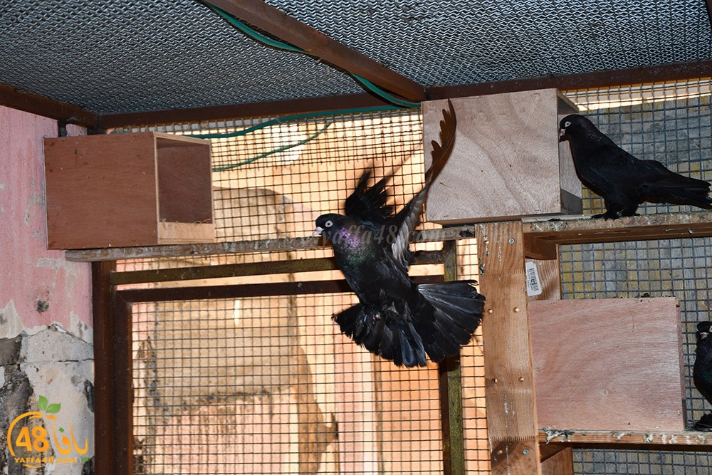 zohdi 3ashoor (90).jpeg